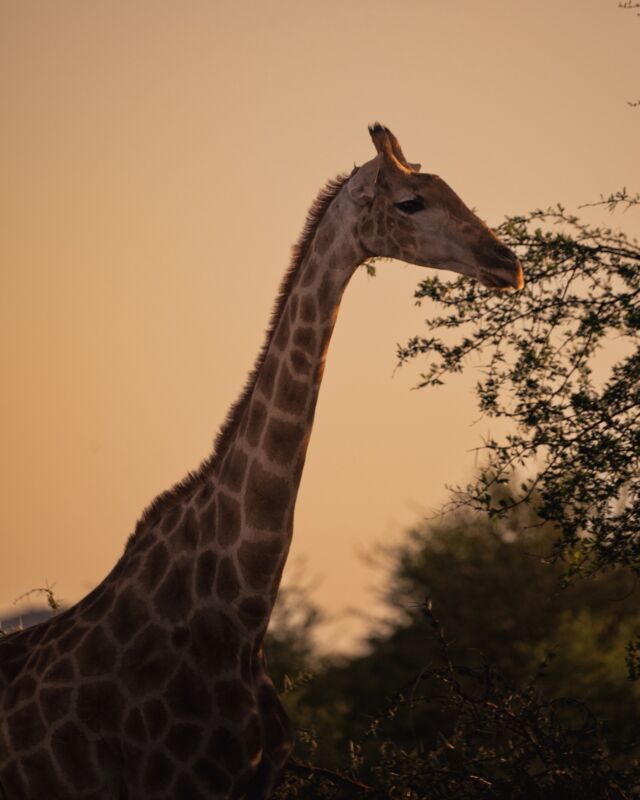 Our Habitas Namibia - Image 2
